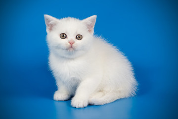 Scottish straight shorthair cat on colored backgrounds