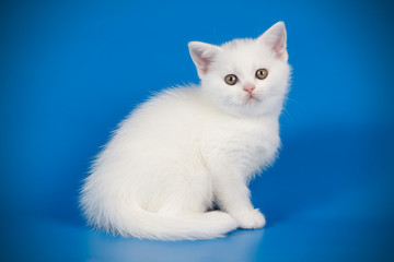 Scottish straight shorthair cat on colored backgrounds