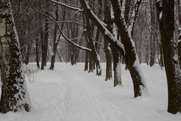 Snowfall in the city. Snow-covered trees in the city Park.