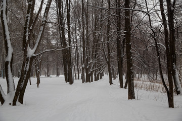 Snowfall in the city. Snow-covered trees in the city Park.