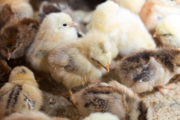 Newborn chickens