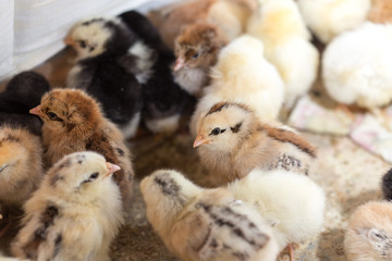 Newborn chickens