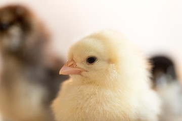 Newborn chickens