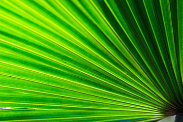 Palm wine tree leaves