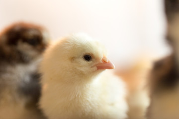 Newborn chickens