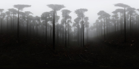 Misty Woods Of Japanese Cedar, Nagaizumi-ch, Japan