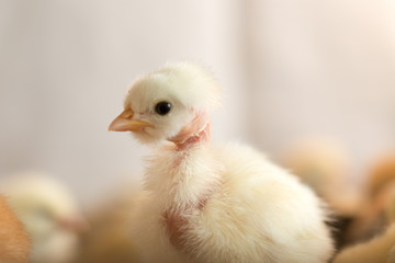 Newborn chickens
