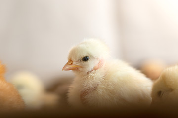Newborn chickens
