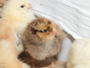 Newborn chickens
