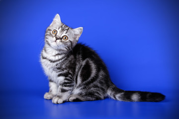 Obraz na płótnie Canvas Scottish straight shorthair cat on colored backgrounds