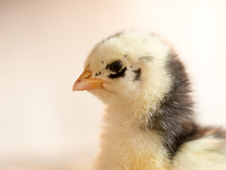 Newborn chickens
