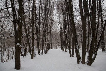 Snowfall in the city. Snow-covered trees in the city Park.
