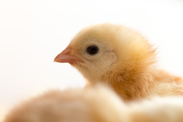 Newborn chickens