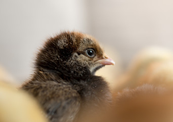 Newborn chickens