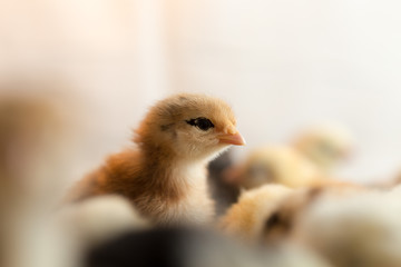 Newborn chickens