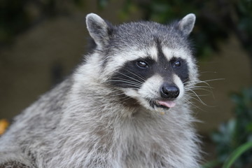 portrait of a raccoon