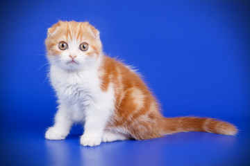 Scottish fold shorthair cat on colored backgrounds