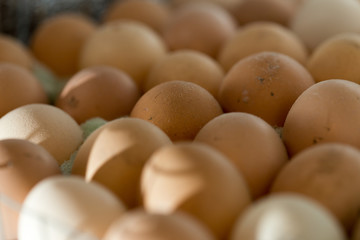 Egg in the incubator