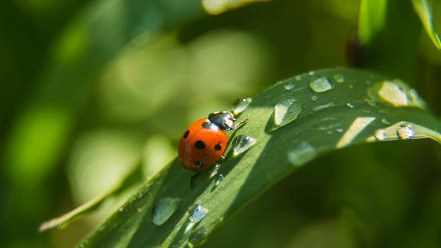Fresh morning dew on green grass and ladybird. 
Natural background. Macro shot.
Magic Lantern Raw Video