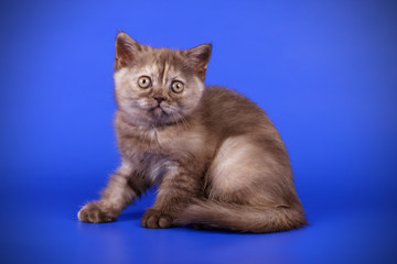 Scottish straight shorthair cat on colored backgrounds