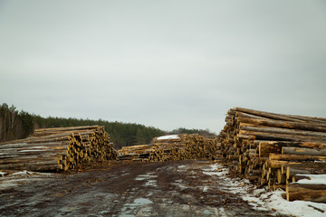 The stock of logs in winter forest. Industrial deforestation.