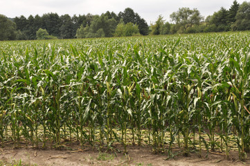 Fototapeta na wymiar Corn after removing panicles on the maternal line