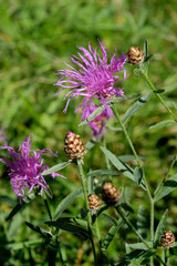 Wildplanzen in Bayernin Bayern