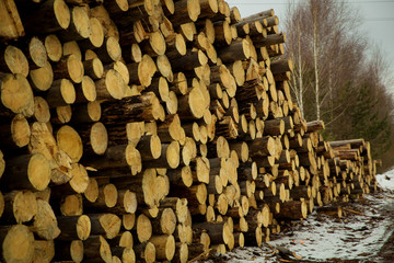 The stock of logs in winter forest. Industrial deforestation.