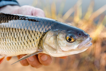 Chub (Squalius cephalus) in the hand of fisherman against the background of cane