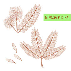 Mimosa pudica. Plant. Flower, leaves. Monochrome. Sketch