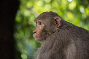 The Rhesus Macaque Monkey