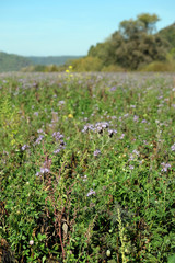 Wildpflanzen in Bayernin Bayern