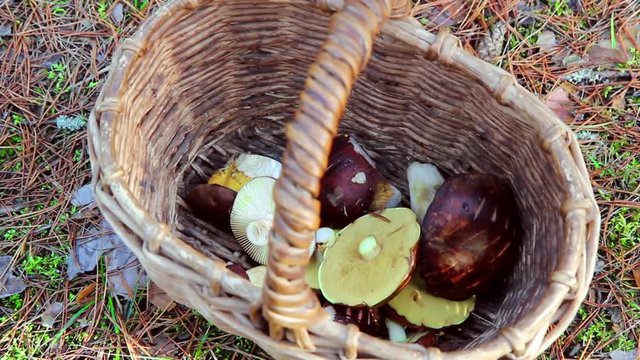 Basket with with the latest autumn mushrooms. October