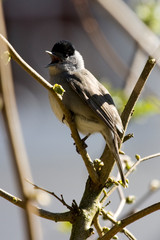 Mönchsgrasmücke singt ein Lied