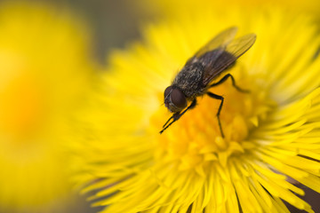 Kleine Fliege putzt sich auf Huflattichblüte im Frühling