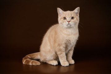 Obraz premium Kot szkocki krótkowłosy na kolorowym tle