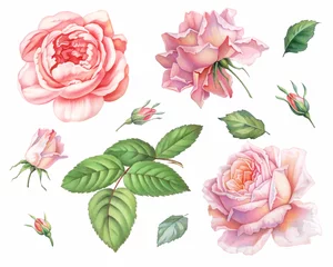 Behang Rozen Roze witte vintage rozen bloemen geïsoleerd op een witte achtergrond. Kleurpotlood aquarel illustratie.
