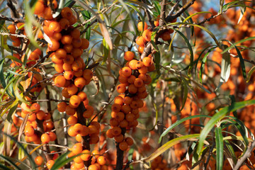 Branch with sea buckthorn berries. Berries are rich in vitamins