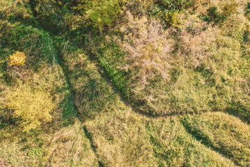 intersecting footpath and path in a meadow among bushes and trees, shot from above, drone