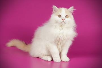 Scottish straight longhair cat on colored backgrounds