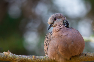 Dove