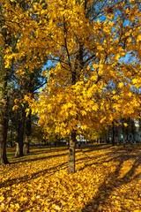 Naklejka premium Fallen yellow leaves in the alley of trees.Autumn in the park on a sunny day.Golden autumn