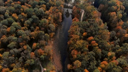 drone flight over autumn forest