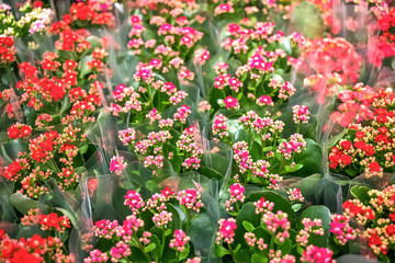 Fototapeta premium elegant bouquet of flowers, abstract pattern, texture, background