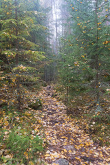 Autumn in the forest