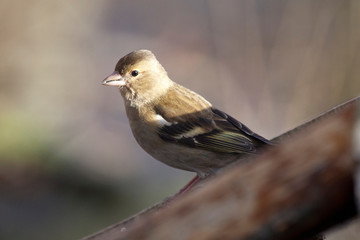 Buchfink weiblich in der Sonne