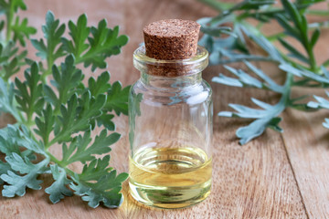 A bottle of wormwood essential oil with fresh Artemisia Absinthium twigs