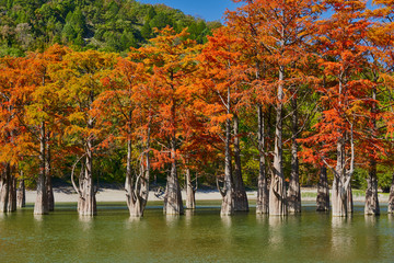 Golden Taxodium distichum stand in a gorgeous lake against the backdrop of the Caucasus mountains in the fall. Autumn. October. Sukko Valley. Anapa. Krasnodar region. Russia.