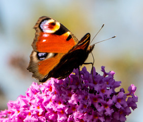 Peacock butterfly on purple flower