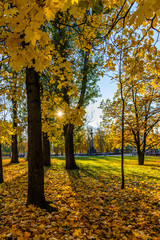 Golden autumn.Fallen yellow maple leaves in the alley of trees on a sunny day .Autumn in the park